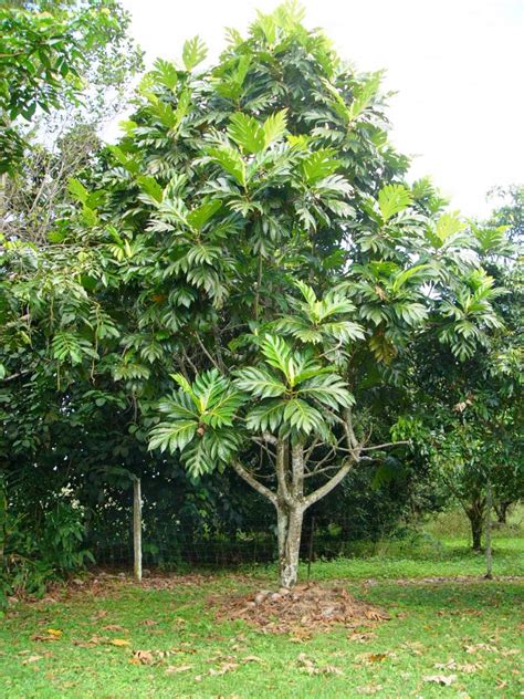 Breadfruit Tree Artocarpus Altilis