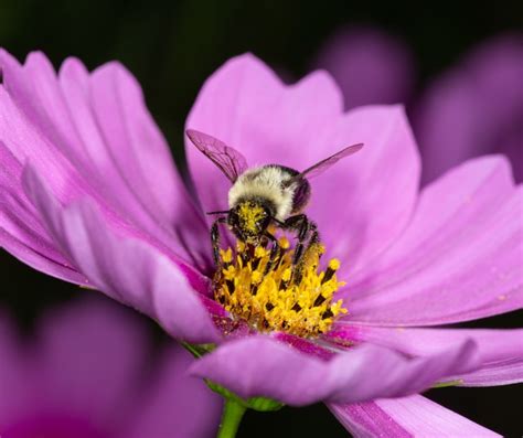 Aprender Sobre Imagem Fotos De Abelhas Nas Flores Br Thptnganamst