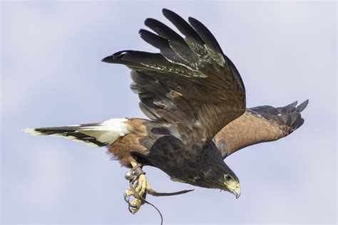 Did You Know: Falconry Bells Are Made from Phosphor Bronze