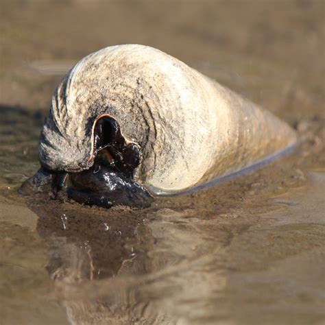 Telescope Shell Creeper Or Mud Whelk Project Noah