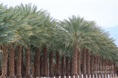 Date Palms Near Mecca California 3 Photograph By Colleen Cornelius Pixels