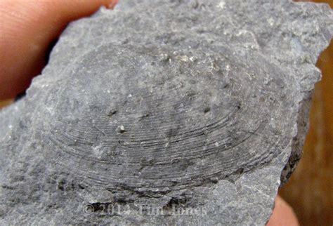 Another pelecypod - Members Gallery - The Fossil Forum