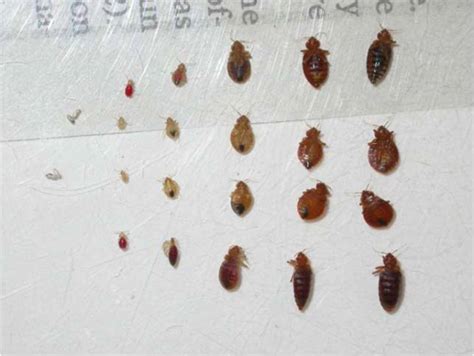 Bed Bugs Faq And Solutions From Rose Pest Solutions