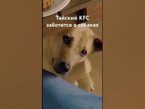 Не давайте собакам куриные кости! - YouTube