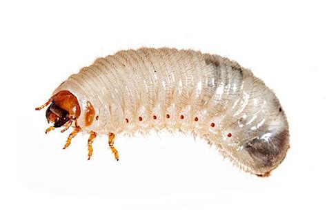 1,200+ June Bug Larvae Stock Photos, Pictures & Royalty-Free Images - iStock