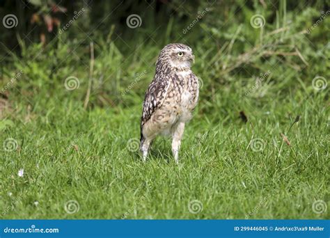 The Burrowing Owl Athene Cunicularia Also Called The Shoco During