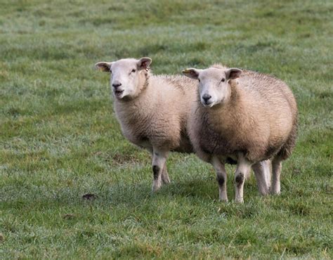 Marsh Sheep Sussex Marsh Sheep On A Frosty Morning Theme 4 Flickr