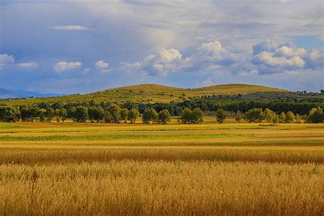 Beautiful Autumn Wheat Field Photography Background, Autumn, Wheat ...