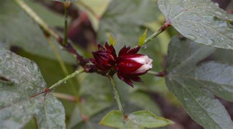 How to Plant, Grow, and Care for Roselle