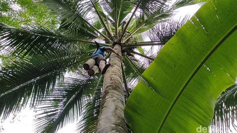 34 Manfaat Pohon Kelapa Dari Buah Hingga Akarnya