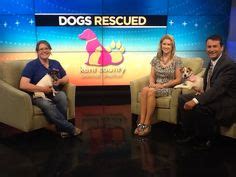 Jack Russell Terriers Verlander and Smyly are two of 150 dogs rescued ...