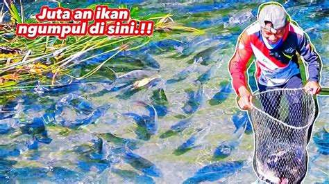 Nyeser Ikan Di Sungai Ini Bisa Pusing Kepala Ku Youtube