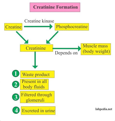 Creatinine (Serum Creatinine) – Labpedia.net