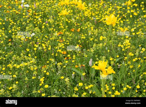 Blumenwiesen Butterblumen Fotos Und Bildmaterial In Hoher Aufl Sung