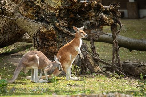 Kangaroo Marsupial Australia Free Photo On Pixabay Pixabay