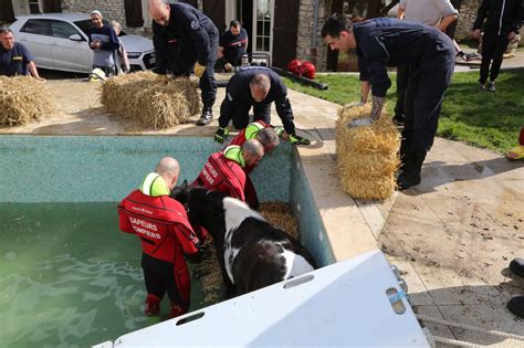 Essonne Les Sapeurs Pompiers Sauvent Un Poney Tomb Dans Une Piscine