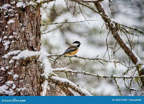 Temperatures Predict Bird Biodiversity Small Birds Prefer Winter