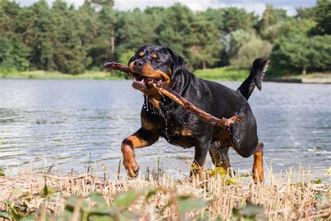 Ces Races De Chiens Sont Les Plus Faciles Duquer