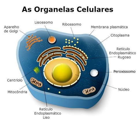 Características e Estrutura da Célula Animal Toda Matéria