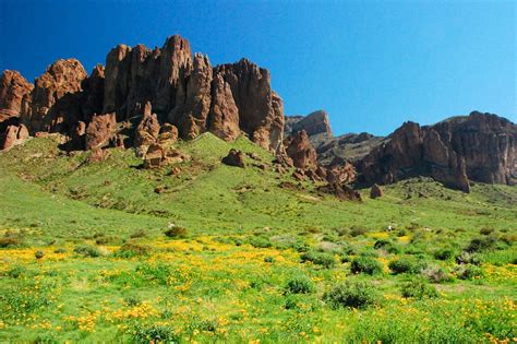 Arizona Spring Wildflowers: 6 Best Places to around Scottsdale