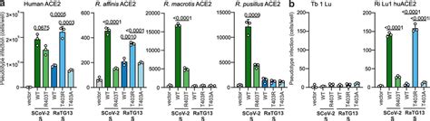 SCoV 2 S And T403R RaTG13 S Allow Entry With Human But Not Bat ACE2 A