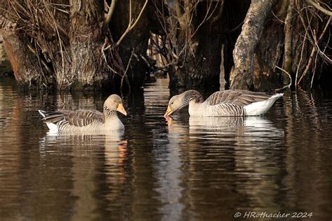 Oie cendrée Anser anser Greylag Goose Plaine de l Orbe Heinz