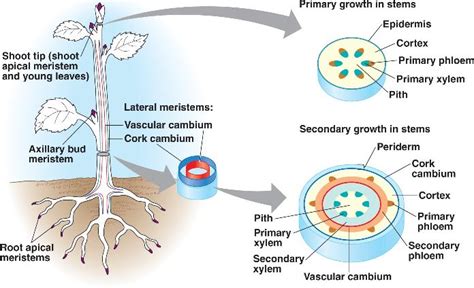 Difference Between Primary Xylem And Secondary Xylem Primary Xylem Vs