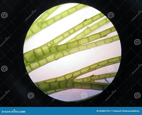 Aquatic Plant Cell Stock Image Image Of Botany Closeup 89484193