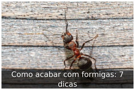 Como Acabar Formigas Dicas Portal Til