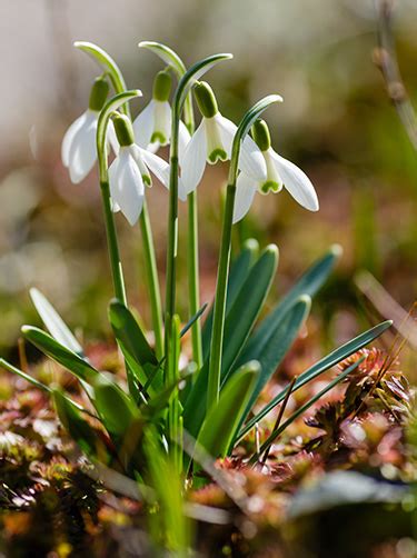 Sneeuwklokje Informatie En Tips Fleurop Bloemenregister