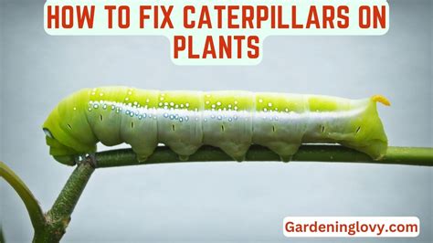 Caterpillars On Plants 13 Surprising Ways To Fix Them