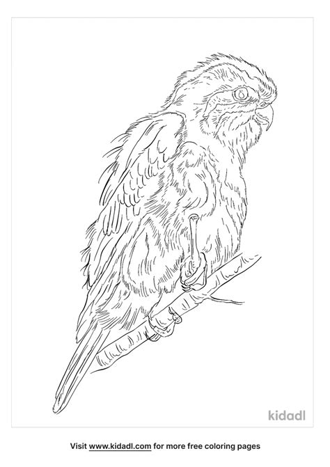 Collared Falconet Coloring Page Kidadl