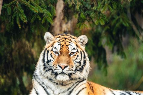 Величественный амурский тигр на фоне снежного пейзажа · Бесплатные ...