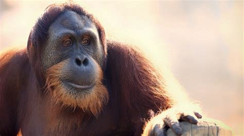 X X Orangutan Background Hd Coolwallpapers Me