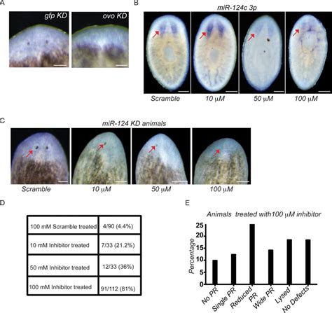 Validation Of Liposome Mediated Knockdown Of Ovo And MiR 124 A