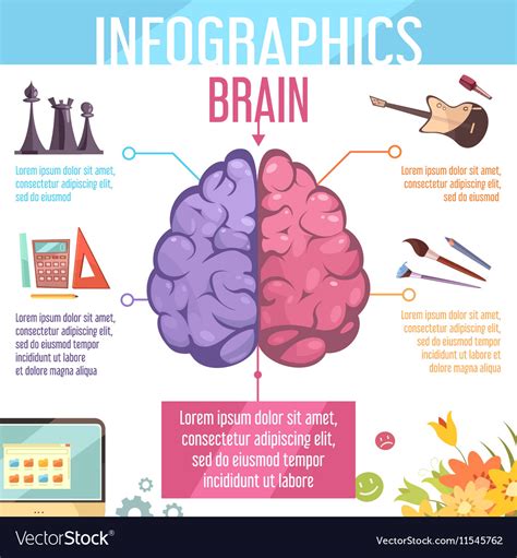 Brain cerebral hemispheres functions infographic Vector Image