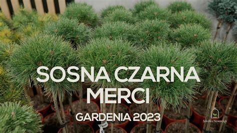 Merci Sosna Czarna Pinus Nigra Merci Pbr Kulista Nowo Youtube