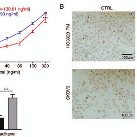 St Gal Knockdown Synergistically Facilitates The Paclitaxel Mediated