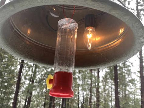 DIY Winter Hummingbird Feeder – Straps To Go