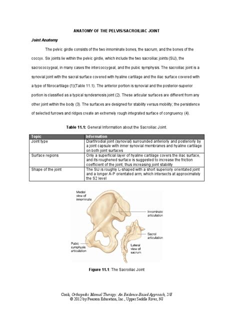 Anatomy of The Pelvis (Pelvic Ring) | PDF | Pelvis | Soft Tissue