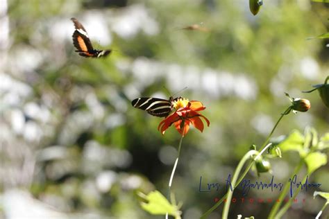 Heliconius Charithonia Vazquezae From Parque Ecol Gico Macuilt Petl