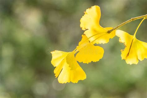 Design Concept Beautiful Yellow Ginkgo Gingko Biloba Tree Leaf In