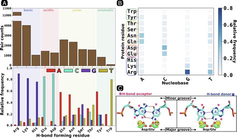 How Acidic Amino Acid Residues Facilitate Dna Target Site Selection Pnas