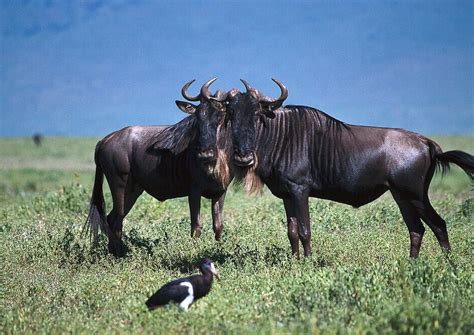 Day Serengeti Migration Group Camping Safari Migration Safari