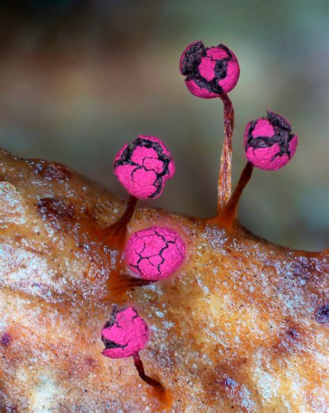 The Weird World Of Slime Mould Australian Geographic