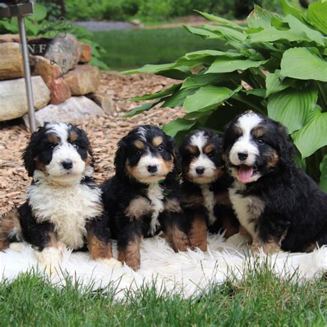 Rose • Bernedoodle • Infinity Pups