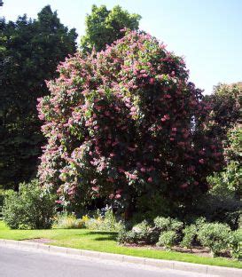 Producteur Jeunes Plants Arbres Et Arbustes P Pini Res Bauchery