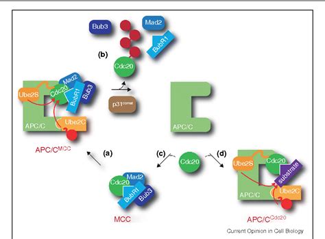 Figure 2 From Dynamic Regulation Of Ubiquitin Dependent Cell Cycle