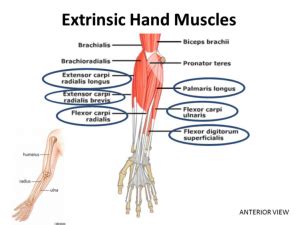 Discover the Anatomy of Hand Muscles | Body Harmonics