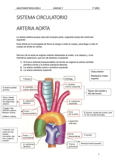 Solution Anatomia Sistema Circulatorio Irrigacion Studypool